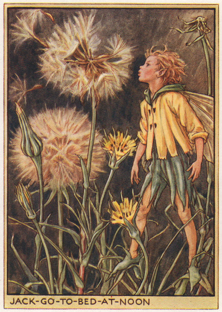 Jack-go-to-bed-at-Noon by Cicely Mary Barker. Wayside Flower Fairies c1948